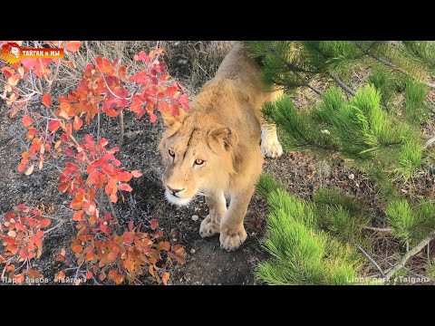 Видео: Три друга снова вместе. Руслан, Султан и Гирей. Львы. Тайган. Lions life in Taigan.