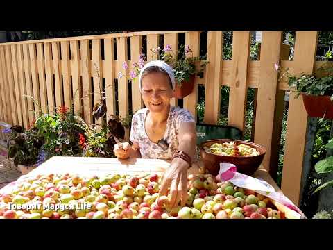 Видео: ЗАВАЛИЛО ЯБЛОКАМИ 🍏80 лет, а выглядит как... Life in the village 11 августа 2022