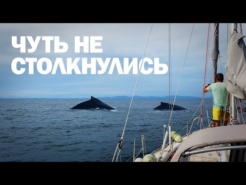 Видео: ВСТРЕТИЛИ КИТОВ В ТИХОМ ОКЕАНЕ | Кругосветное путешествие в Панаме