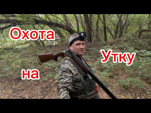 Видео: Охота на утку /дробь 3/ ружьё Беттинсоли