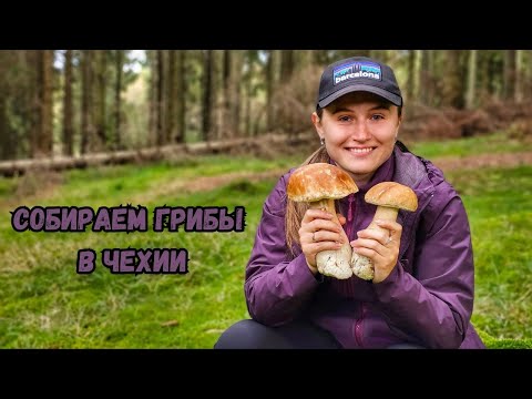 Видео: Никогда не видела такой большой гриб😲| Vlog: Собираем грибы в Чехии