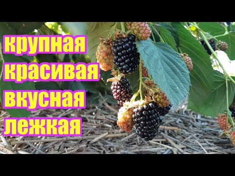 Видео: Как получить крупную и сладкую ягоду. Фертигация и листовое питание