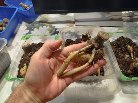 Видео: Проращивание георгин #проращивание #георгин