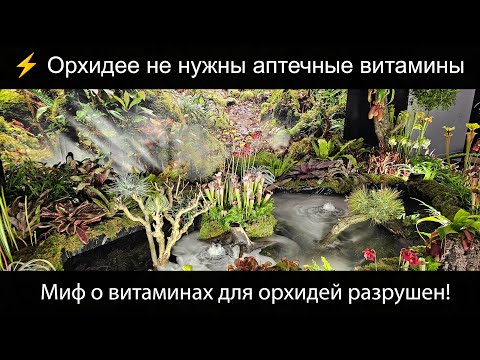 Видео: Витамины из аптечки для орхидей? Вот почему они бесполезны! #орхидеи #orchid