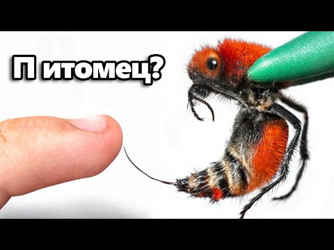 Видео: Я Завёл Питомца Убийцу Коров (самый болезненный укус)