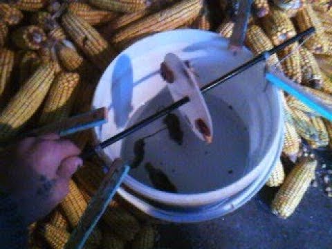 Видео: Реально простая , но эффективная  , самодельная мышеловка из обыкновенного ведра.