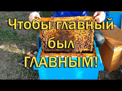 Видео: Главный взяток. Подготовка.