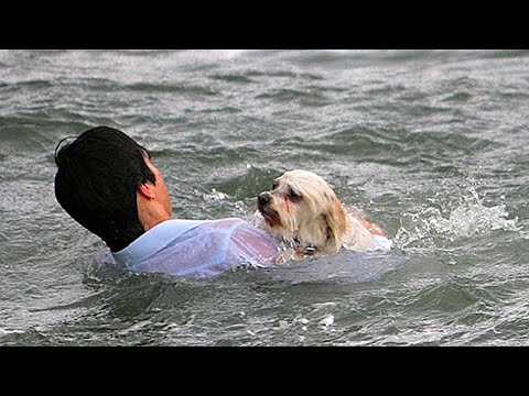 Видео: Мужчина спас тонущего щенка, а через много лет оказалось...