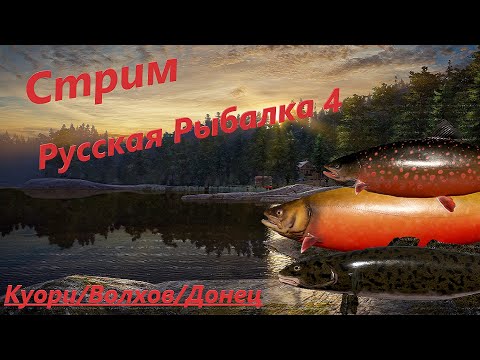 Видео: Стрим Русская Рыбалка 4. Stream Russian Fishing 4. Играем, болтаем, отдыхаем.