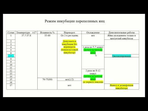 Видео: Мой лучший режим инкубации перепелиных яиц