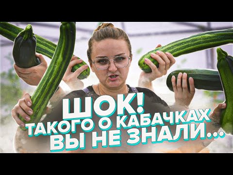 Видео: КАБАЧКИ. ЦУККИНИ. БЕЛОПЛОДНЫЕ. В ЧЕМ РАЗНИЦА? КАКИЕ НЕ ПОРАЗИТ МУЧНИСТАЯ РОСА? ВСЕ О КАБАЧКАХ