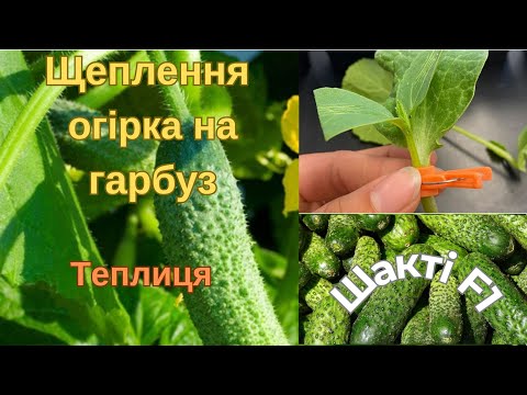 Видео: Щепив огірок на шинтозу. Результат у відео.