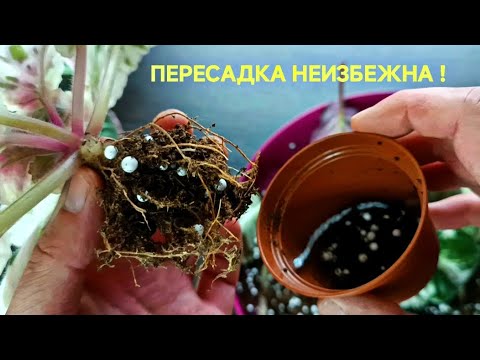 Видео: ЛУЧШЕ ПЕРЕСАДИТЬ! ПОЧЕМУ?