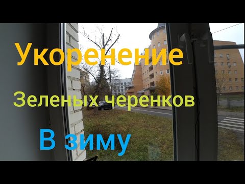 Видео: Укоренение зеленых черенков винограда в зиму.
