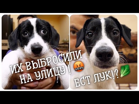 Видео: Щенков выбросили на улицу. Нашел сестру пристроенного щенка на улице.