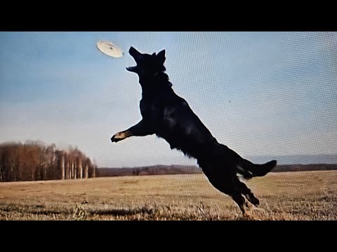 Видео: 4-я ступень воспитания щенка - развитие породных качеств