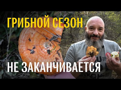 Видео: Рыжики, маслята, навозники и другие. Сбор грибов в окрестностях Тбилиси. Михаил Вишневский