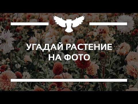Видео: КВИЗ: УГАДАЙ РАСТЕНИЕ