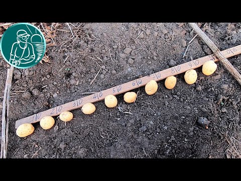 Видео: 🏆 Рекордный урожай 🥔 Посадка в 3 раза гуще и без окучивания 🌱 Посадка картофеля сорта Ривьера