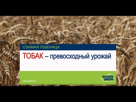 Видео: ТОБАК – превосходный урожай