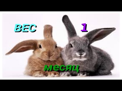 Видео: ВЕС КРОЛЬЧАТ В 1 МЕСЯЦ