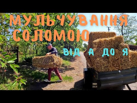 Видео: ВЕСЬ ПРОЦЕС МУЛЬЧУВАННЯ СОЛОМОЮ ‼️ Скільки вам потрібно соломи і грошей для мульчування полуниці 🍓