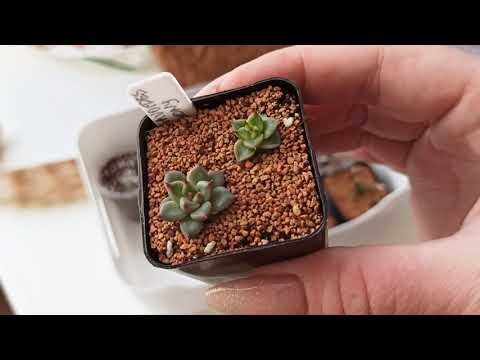 Видео: Обзор сеянцев эхеверий, граптопеталума, алоинопсиса и др. суккулентов. Семена от "Адениум Дома"