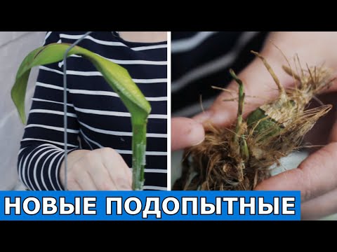 Видео: КАТТЛЕЯ без корней. А так же орхидея ГРОБИЯ и другие - мои новые подопытные))