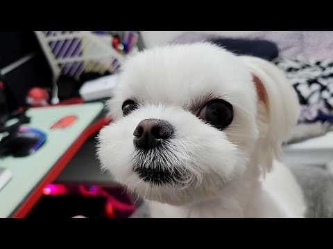 Видео: Что происходит, когда собака не может пойти на прогулку