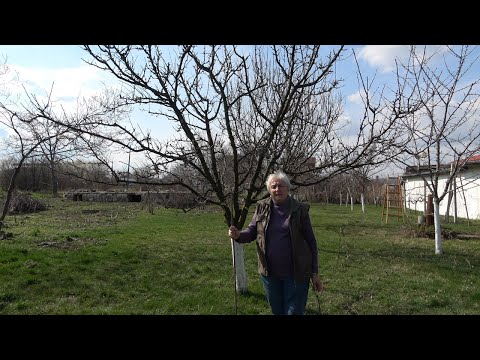 Видео: Епизод 22. Резитба на плододаващи овощни дървета.
