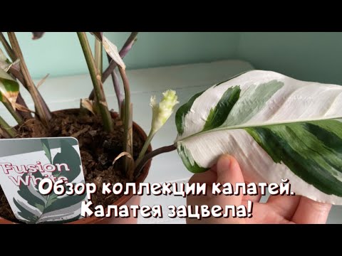 Видео: Обзор коллекции калатей. Калатея зацвела!