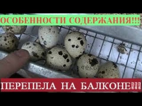 Видео: ПЕРЕПЕЛА НА БАЛКОНЕ!!! ОСОБЕННОСТИ СОДЕРЖАНИЯ!!!