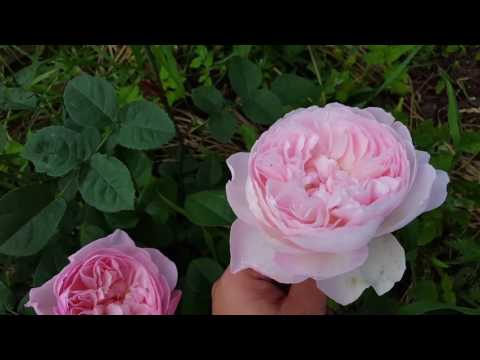 Видео: Роза Gentle Hermione, первогодка _20.07.2017_1080HD