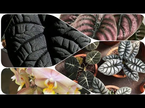 Видео: Сортовые алоказии, скидка на минифаленопсисы💘 Каладиумы, Аглаонемы, папоротники, маранты и др