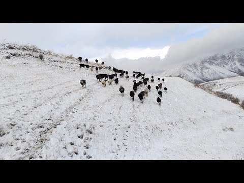 Видео: 07 ноябр 2025 Баьд аз ду руз боридани барф зимистон сар шид гусфандора поён овардем 