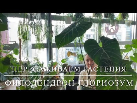 Видео: [ПЕРЕСАДКА РАСТЕНИЙ] Черенкуем И Пересаживаем Огромный Филодендрон Глориозум 🌿🌿🌿