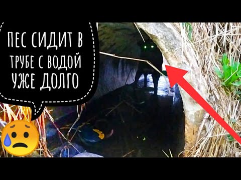 Видео: ВЫКИНУЛИ СОБАКУ С МАШИНЫ НА МОИХ ГЛАЗАХ😱