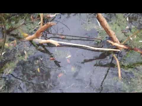 Видео: Охота на бобра.  Природа против бобров.