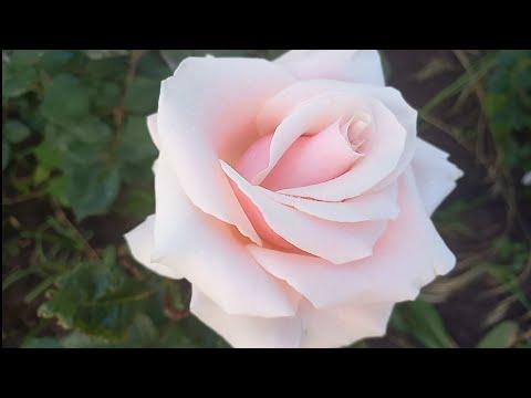 Видео: Розы - первогодки из питомника "Мишкины розы"