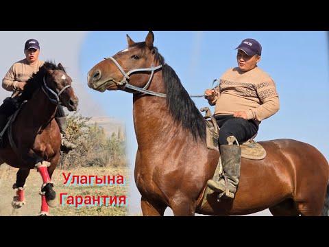 Видео: Улагына жооп Ат  Эртең  Улакта Сынап алгыла  Жигиталидан Чыкты 