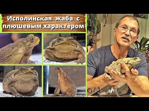 Видео: Исполинская жаба с плюшевым характером. Suriname Giant Marine Toad.