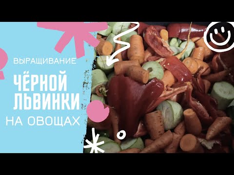 Видео: Выращивание личинок чёрной львинки на овощах