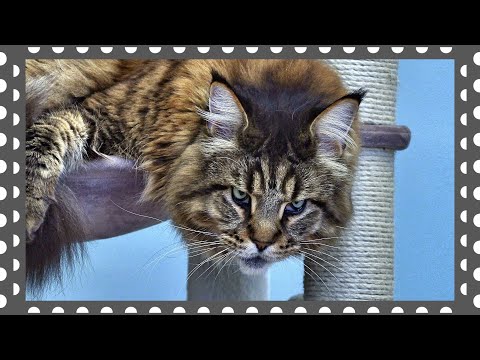 Видео: Кот Вилли и его права