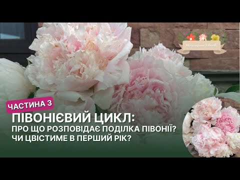 Видео: Півонієвий цикл. Частина 3. Про що розповідає поділка Півоніі? Чи цвістиме в перший рік?
