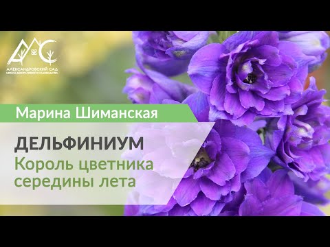 Видео: Дельфиниум – король цветника середины лета