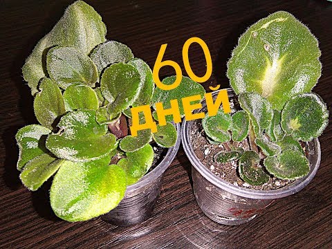 Видео: НОВАЯ ФИАЛКА ЗА 60 ДНЕЙ! СЕЙЧАС ТЫ ТОЧНО ПОСАДИШЬ ЛИСТИК!