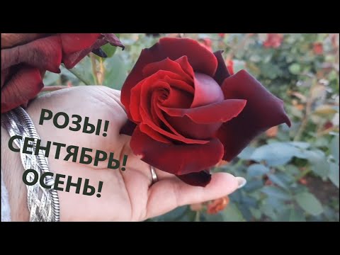Видео: Розы! Сентябрь! Осень! Обзор роз 28 сентября. Что радует  в саду цветением.