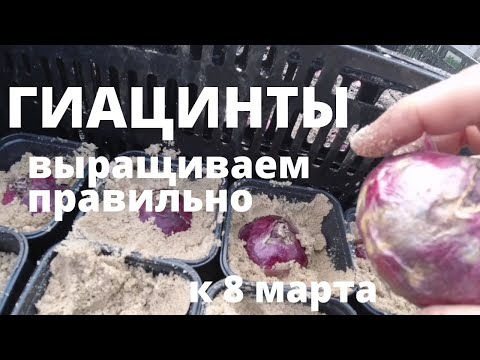 Видео: ГИАЦИНТЫ. Выращиваем в подвале к 8 марта. Посадка, уход, выгонка