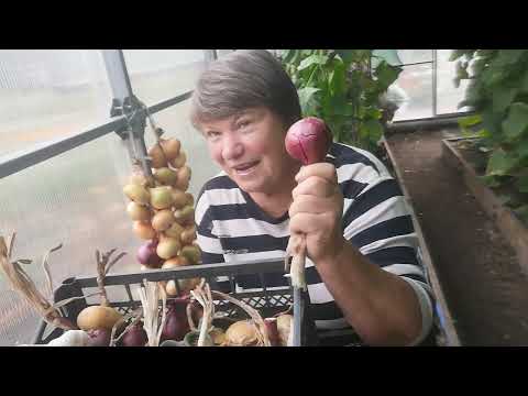 Видео: Как сплести косу из лука и чеснока на зимнее хранение.