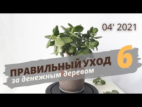 Видео: Денежное дерево | Толстянка | Крассула — уход в домашних условиях. Часть 6 | Апрель 2021